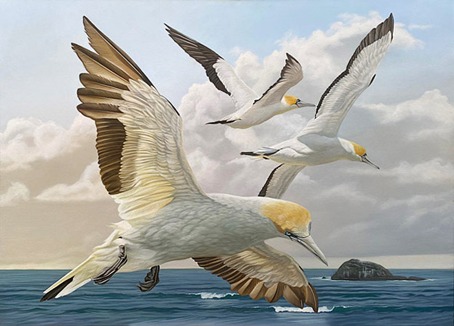Craig Platt nz bird art, Gannets, The journey, Oil on canvas